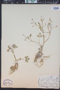 Ranunculus sceleratus image