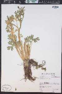 Ranunculus sceleratus var. multifidus image