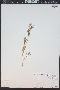 Ranunculus sceleratus image