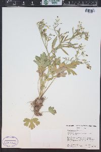 Ranunculus sceleratus image