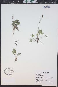 Thalictrum alpinum image