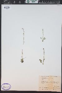 Thalictrum alpinum image