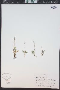 Thalictrum alpinum image