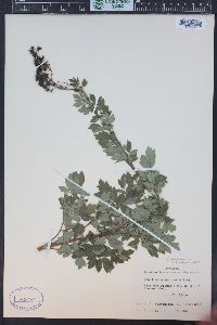 Thalictrum dasycarpum image