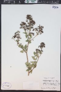 Thalictrum dasycarpum image