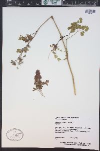 Thalictrum fendleri image