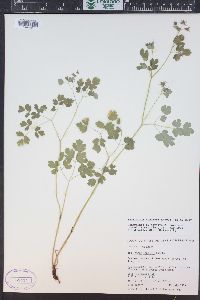 Thalictrum fendleri image