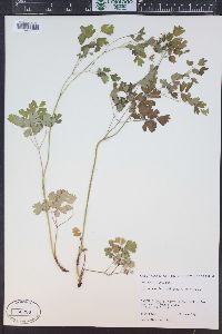 Thalictrum fendleri image