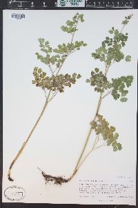 Thalictrum fendleri image