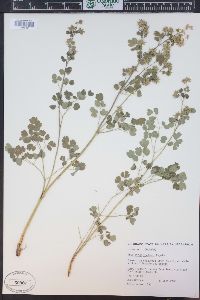 Thalictrum fendleri image