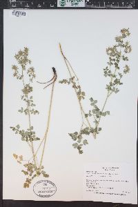 Thalictrum fendleri image