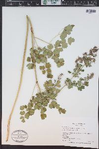 Thalictrum fendleri image