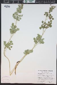 Thalictrum fendleri image