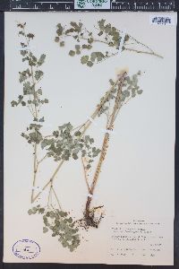 Thalictrum fendleri image