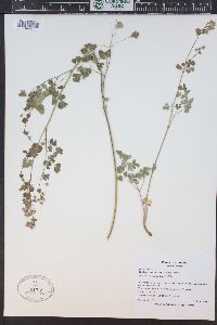 Thalictrum fendleri image