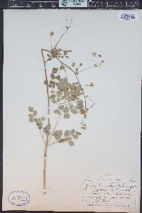 Thalictrum fendleri image