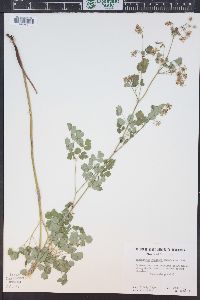 Thalictrum fendleri image