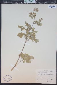 Thalictrum fendleri image