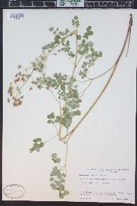 Thalictrum fendleri image