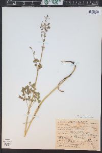 Thalictrum sparsiflorum image