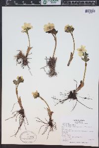 Trollius albiflorus image