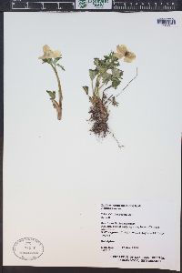 Trollius albiflorus image