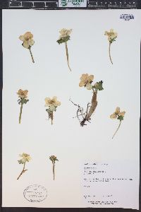 Trollius albiflorus image