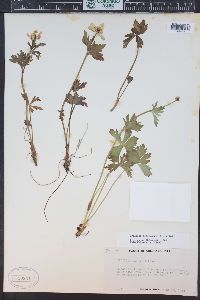 Trollius albiflorus image