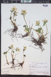 Trollius albiflorus image