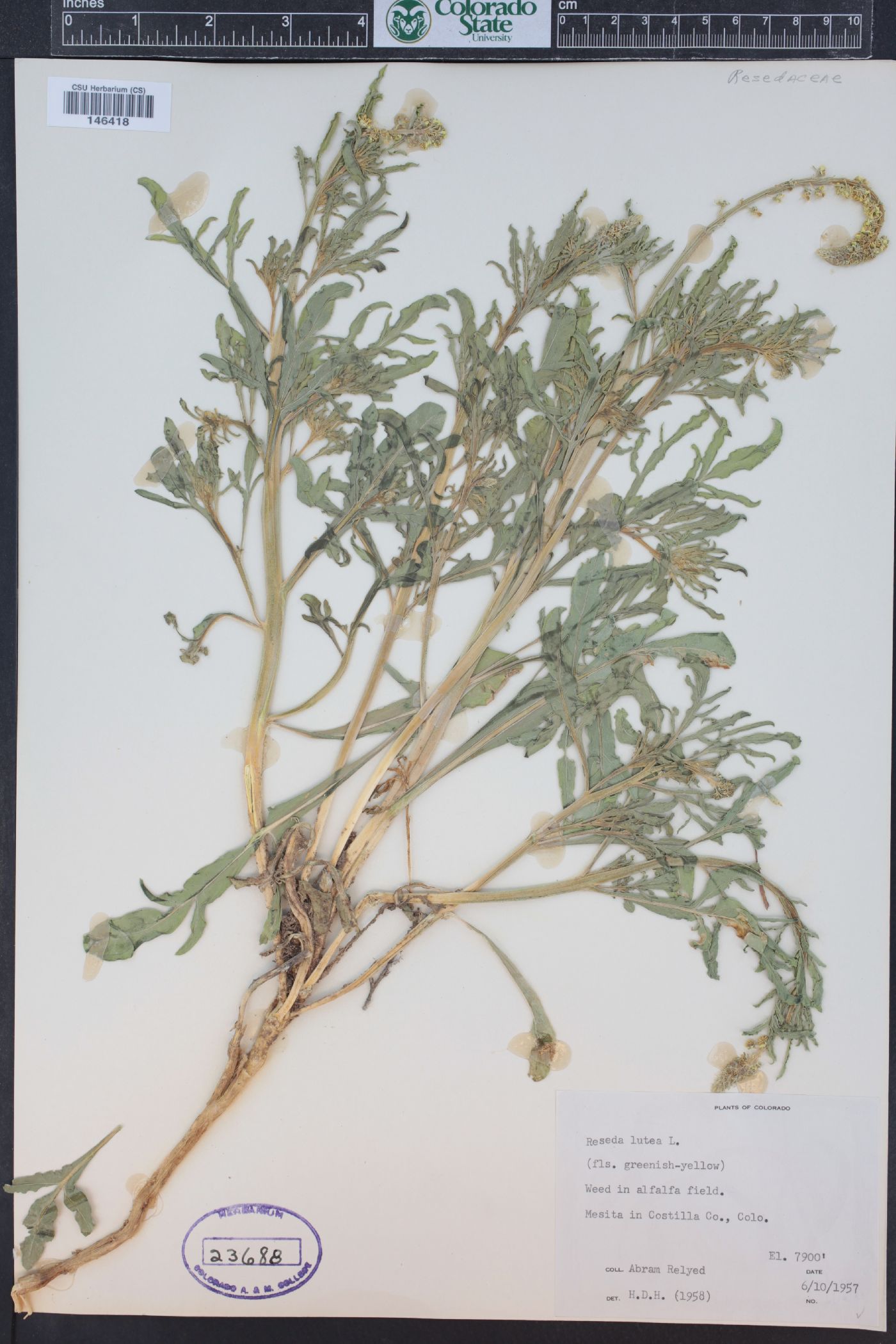 Reseda lutea image