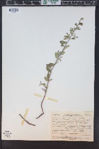 Ceanothus fendleri image