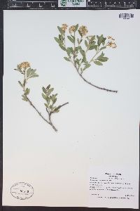 Ceanothus herbaceus image