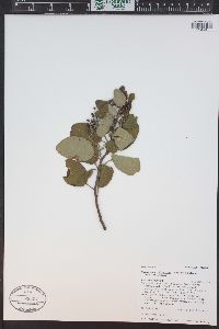 Ceanothus velutinus image