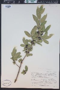 Rhamnus smithii image