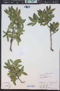 Rhamnus smithii image