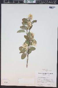 Amelanchier alnifolia image