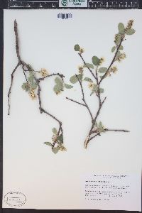 Amelanchier alnifolia image