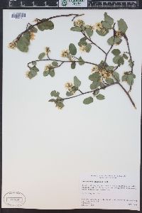 Amelanchier alnifolia image