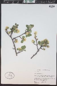 Amelanchier alnifolia image