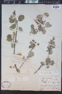 Amelanchier alnifolia image