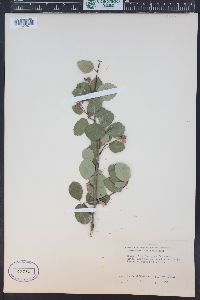 Amelanchier alnifolia image