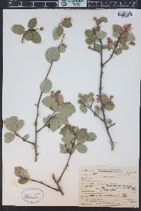 Amelanchier alnifolia image