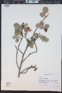 Amelanchier alnifolia image