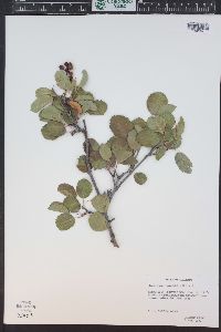 Amelanchier alnifolia image