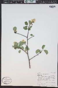 Amelanchier utahensis image