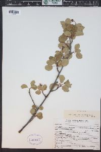 Amelanchier utahensis image