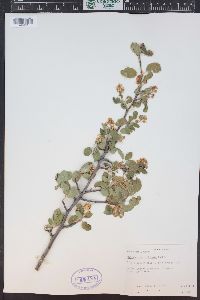 Amelanchier utahensis image