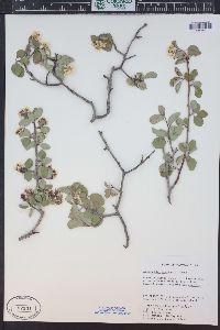 Amelanchier utahensis image