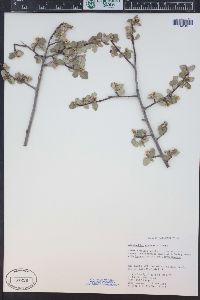 Amelanchier utahensis image