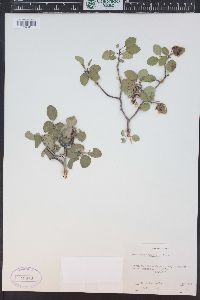 Amelanchier utahensis image